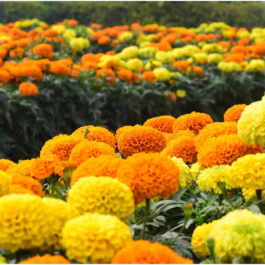 Marigold Seedlings – Orange & Yellow COMBO (2 Weeks Old Hybrid Plants)