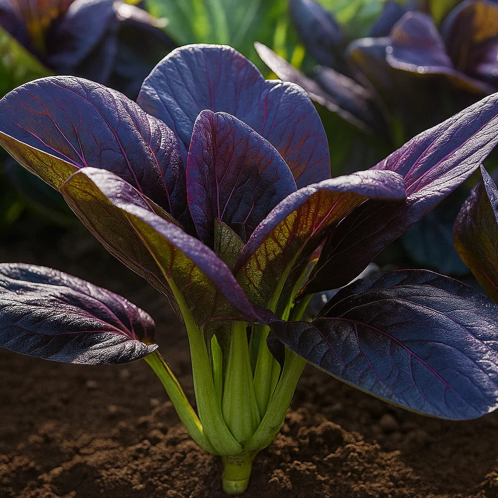 Purple Pok choy - 100 seeds