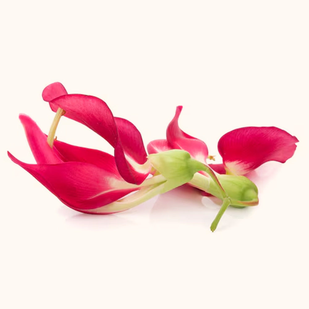 Red Agathi Cheera Seeds, Sesbania Grandiflora 15 Seeds