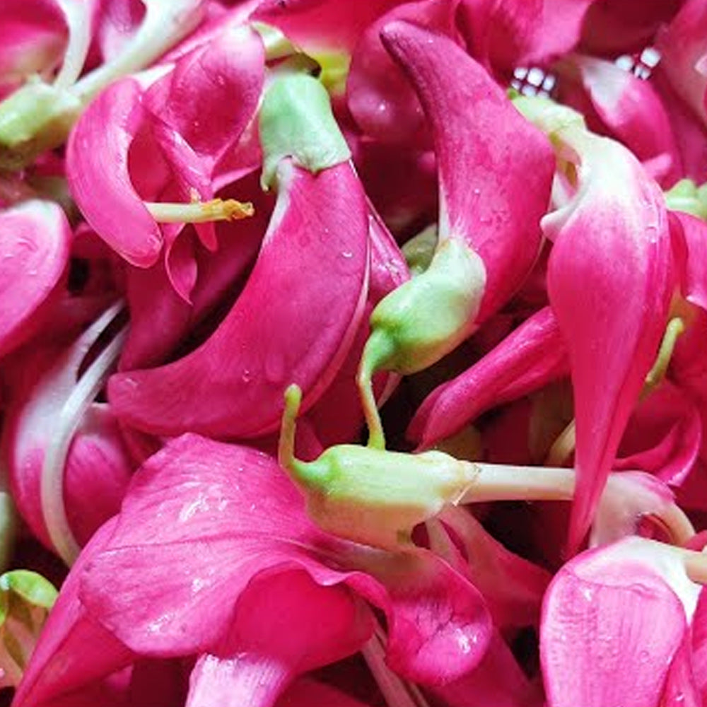 Red Agathi Cheera Seeds, Sesbania Grandiflora 15 Seeds