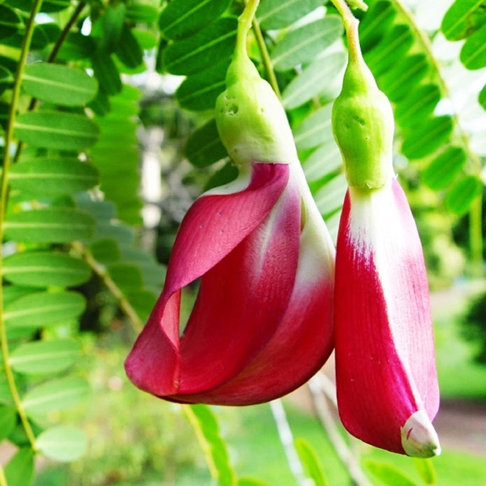 Red Agathi Cheera Seeds, Sesbania Grandiflora 15 Seeds