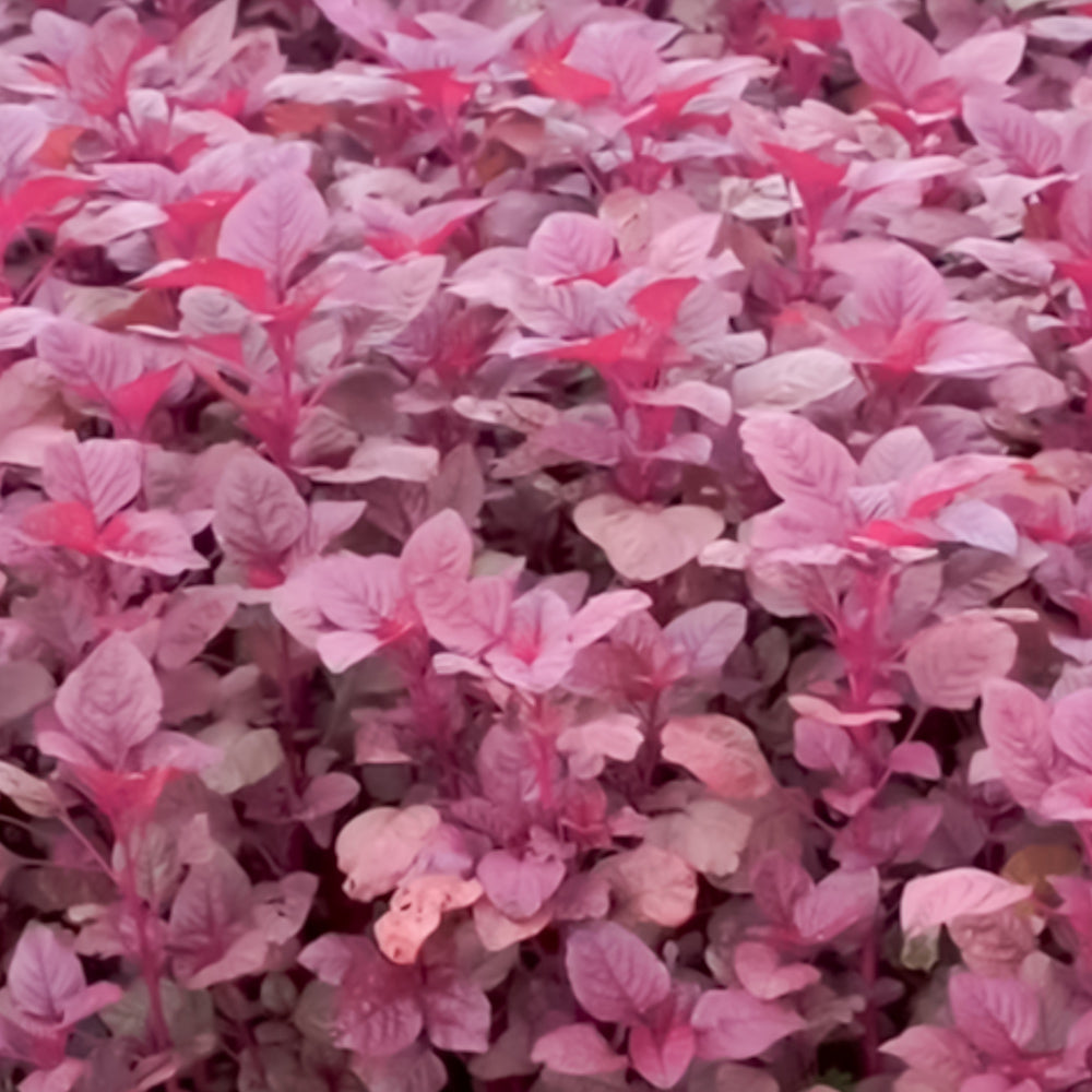 Amaranthus (Cheera) Red Seeds