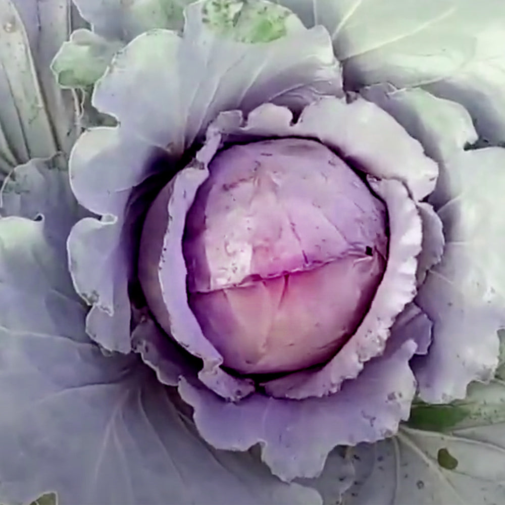 Red Jewel F1 Hybrid Cabbage - 100 seeds