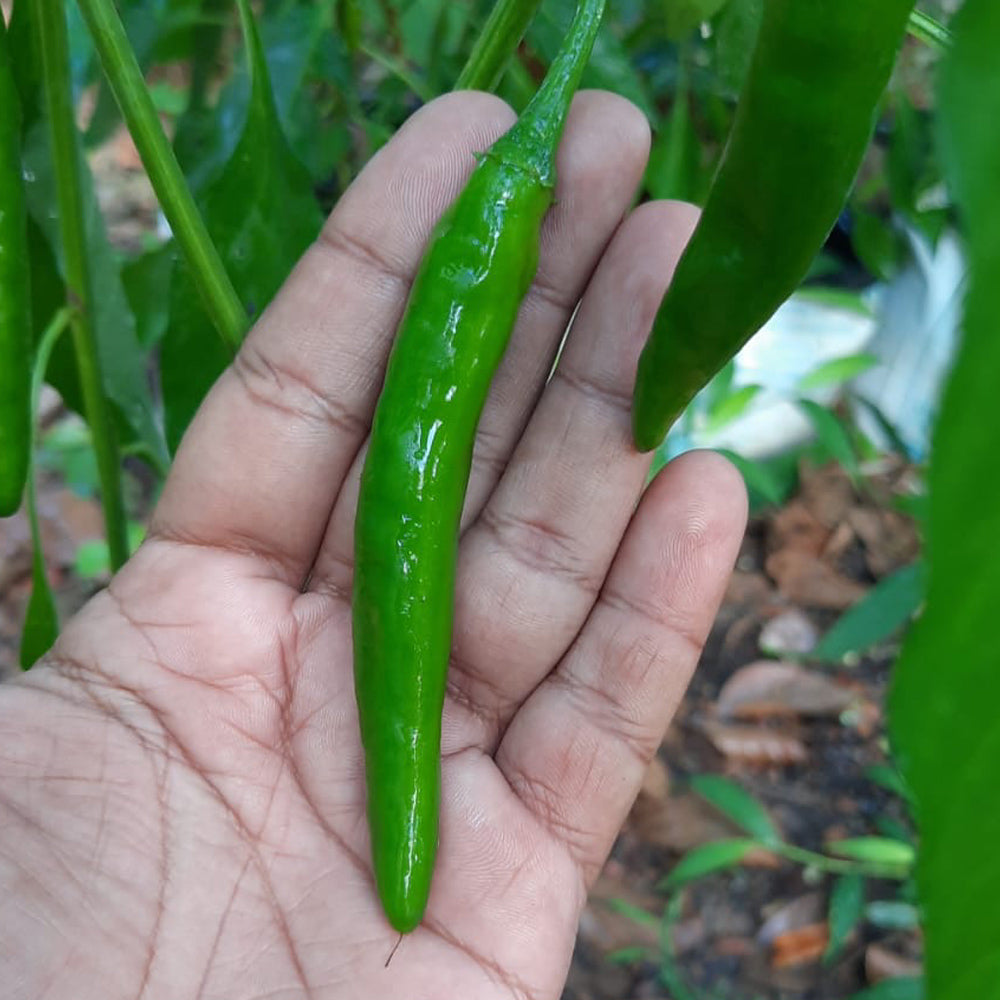 Sierra Chillies Green Long Seeds - 100 seeds