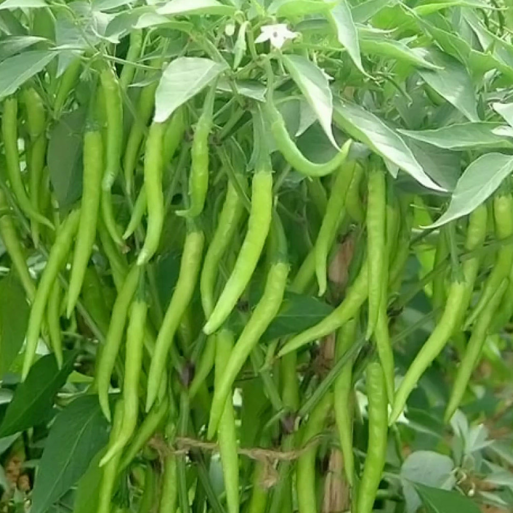 Chillies Green Long Seeds - 100 seeds