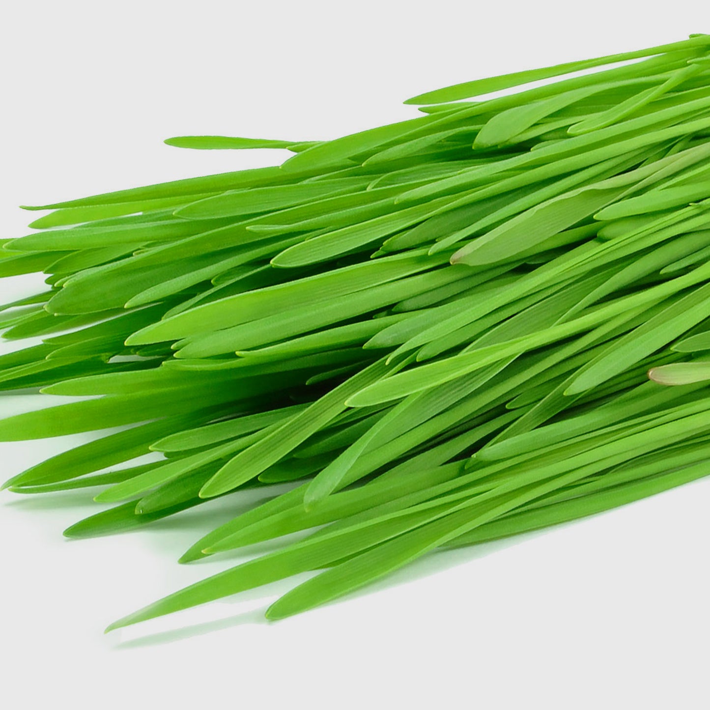 WHEATGRASS Microgreen Seeds | 50gm | Open Pollinated, Non Treated, Non GMO Seeds | 90% Germination