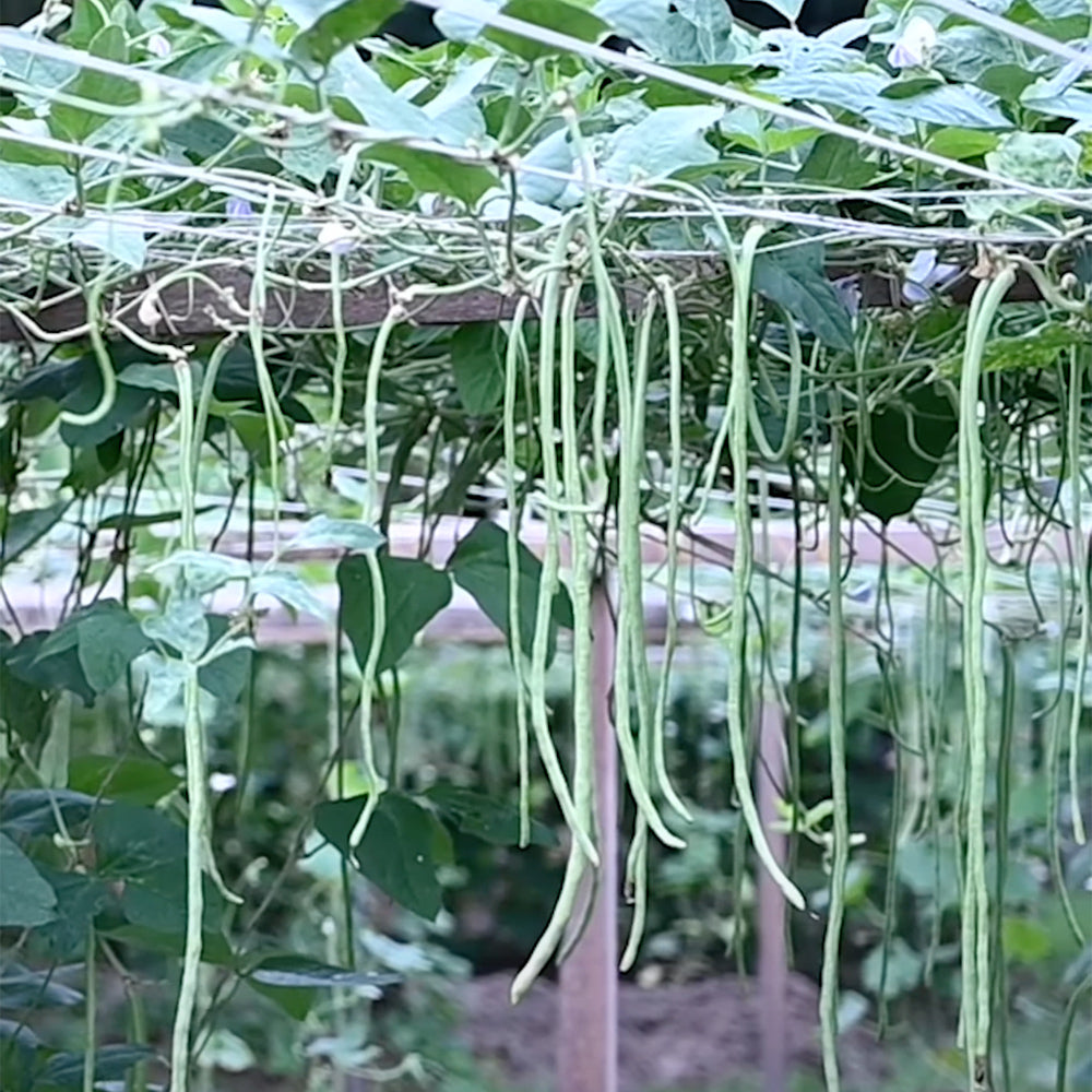 Long Yard Beans Seeds Deepika – 20 Seeds