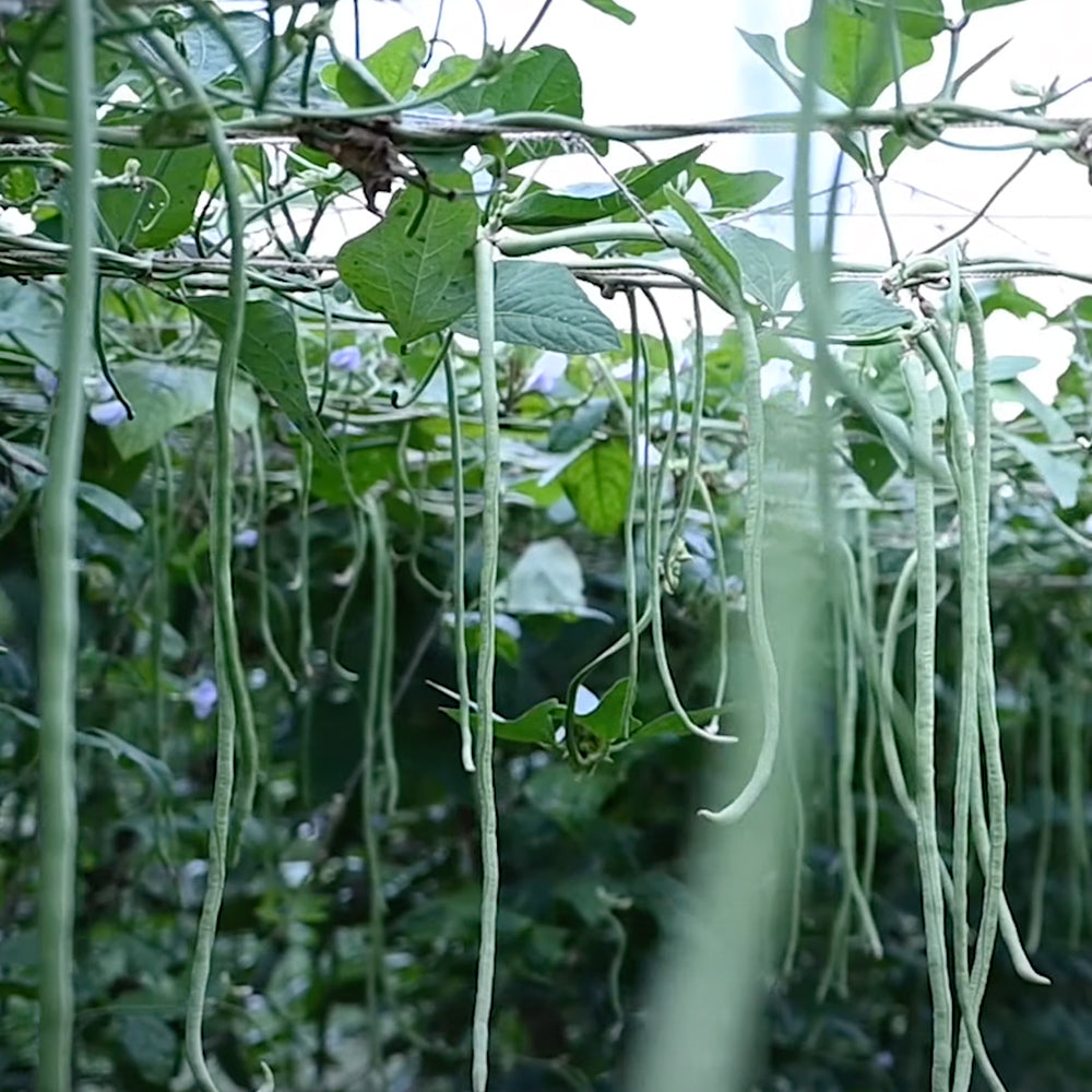 Long Yard Beans Seeds Deepika – 20 Seeds
