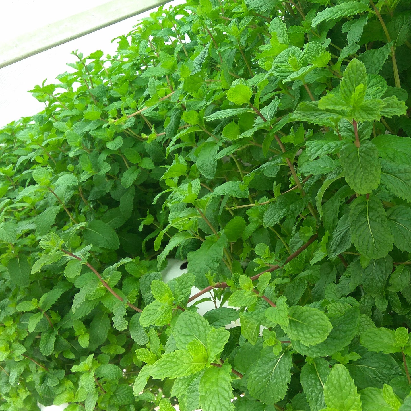 Mint Pudhina-well rooted, 3 weeks old, Brand: Generic