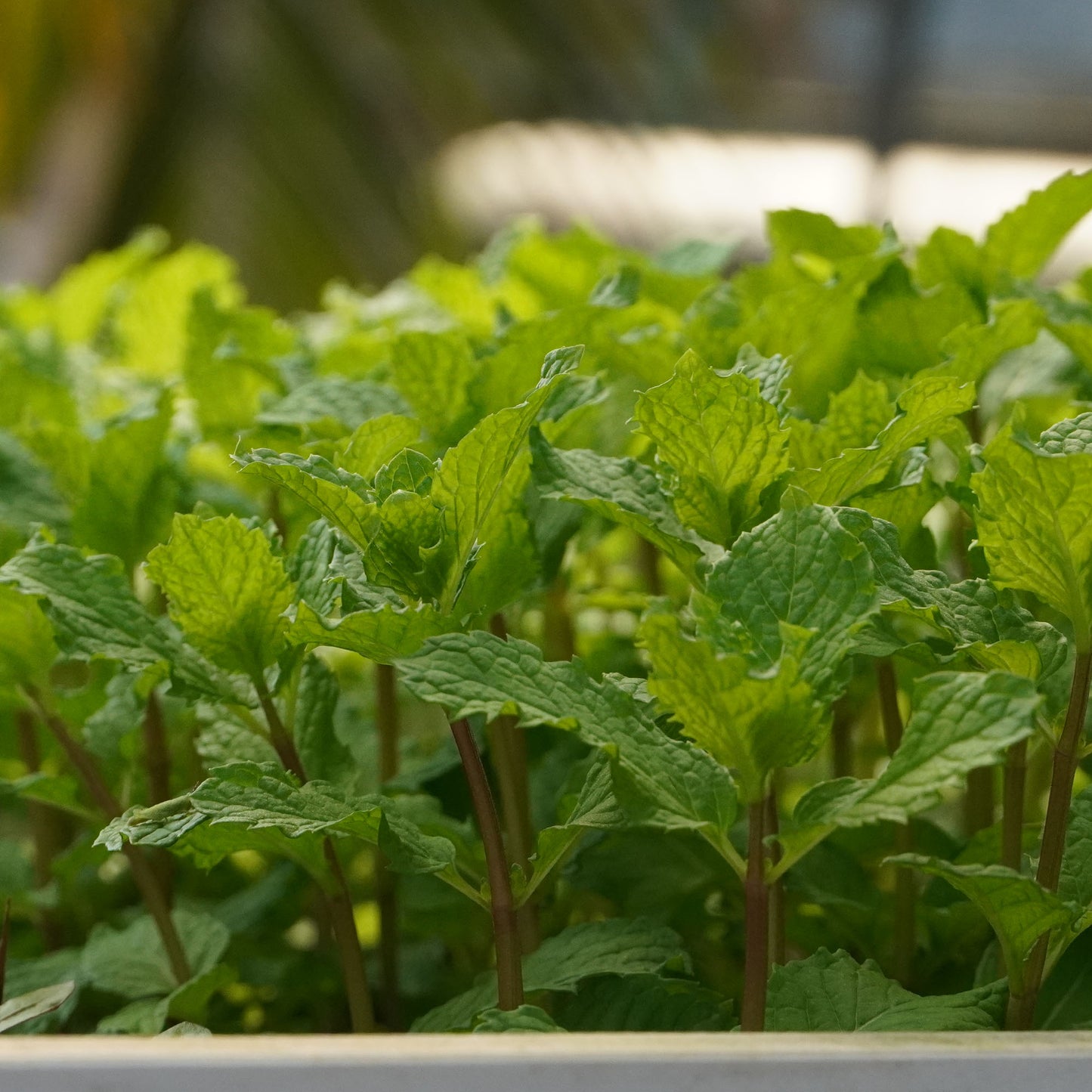 Mint Pudhina-well rooted, 3 weeks old, Brand: Generic