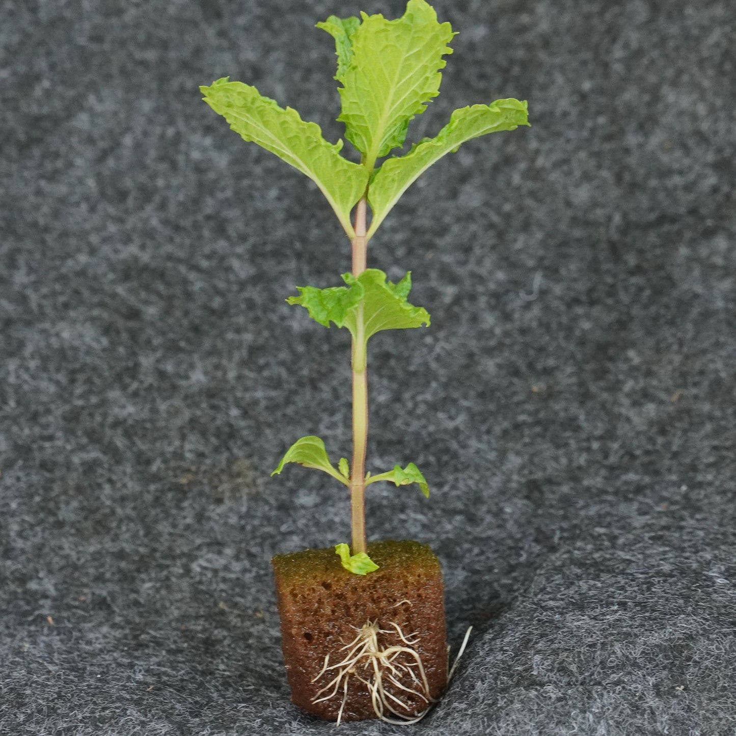 Mint Pudhina-well rooted, 3 weeks old, Brand: Generic