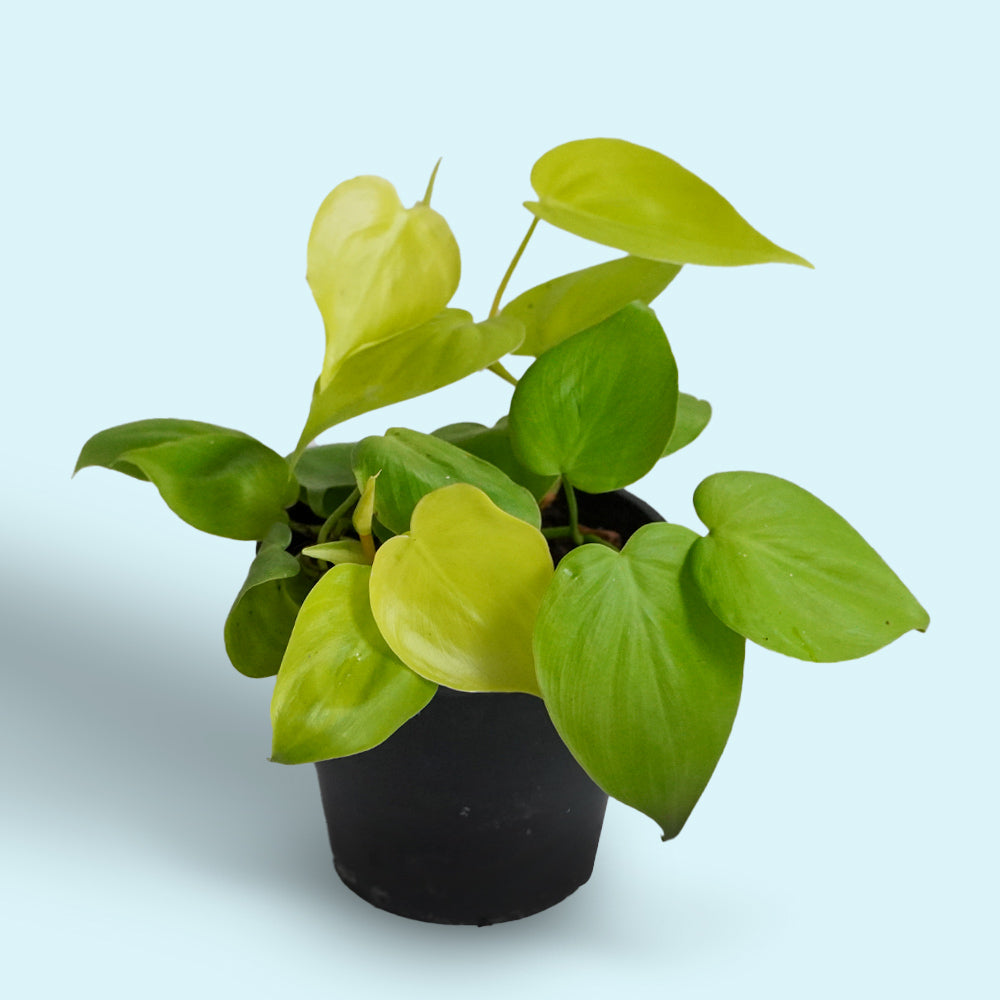 Neon Pothos