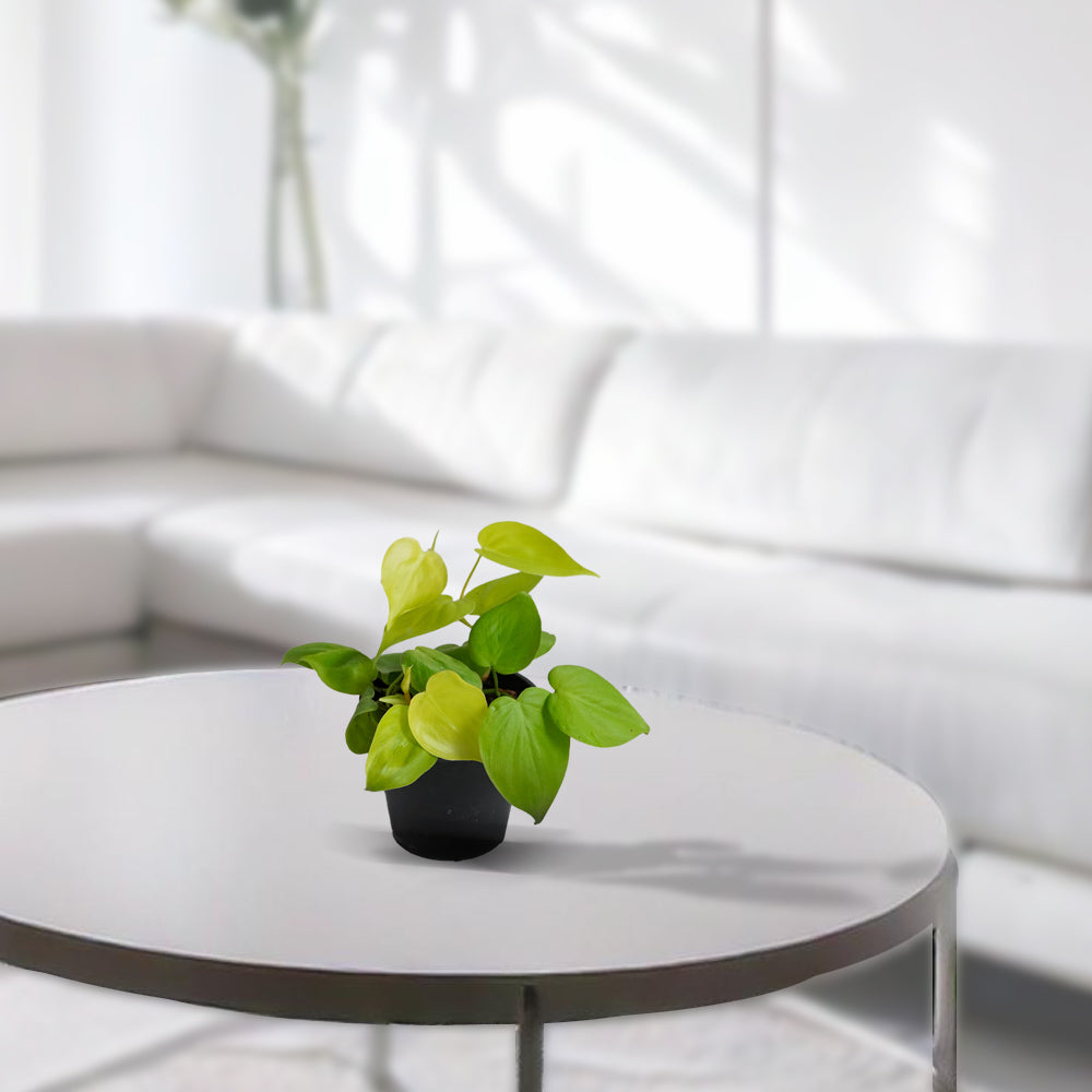 Neon Pothos