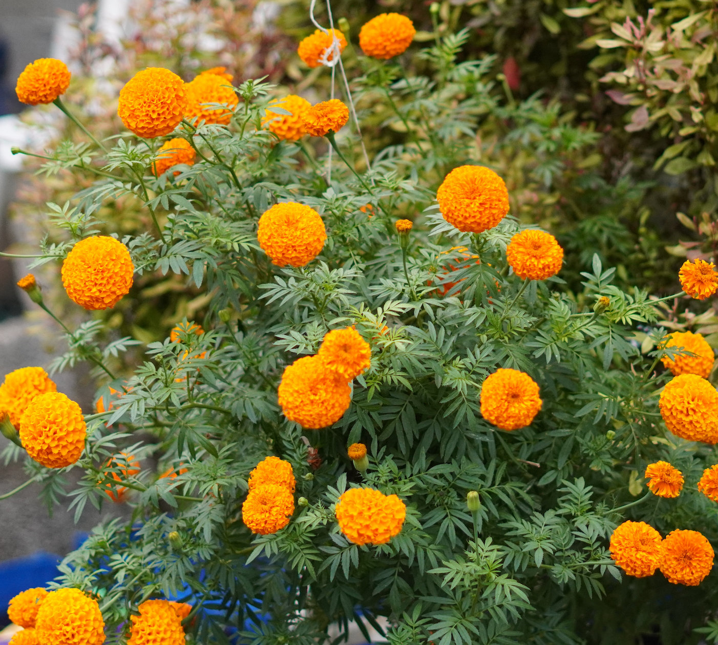 Marigold Seedlings – Orange  (2 Weeks Old Hybrid Plants)