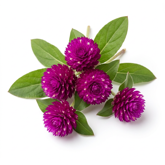 Hybrid Purple Gomphrena Seeds (Vadamalli / Vadamulla 50 seeds) – Long Lasting Flowering Variety