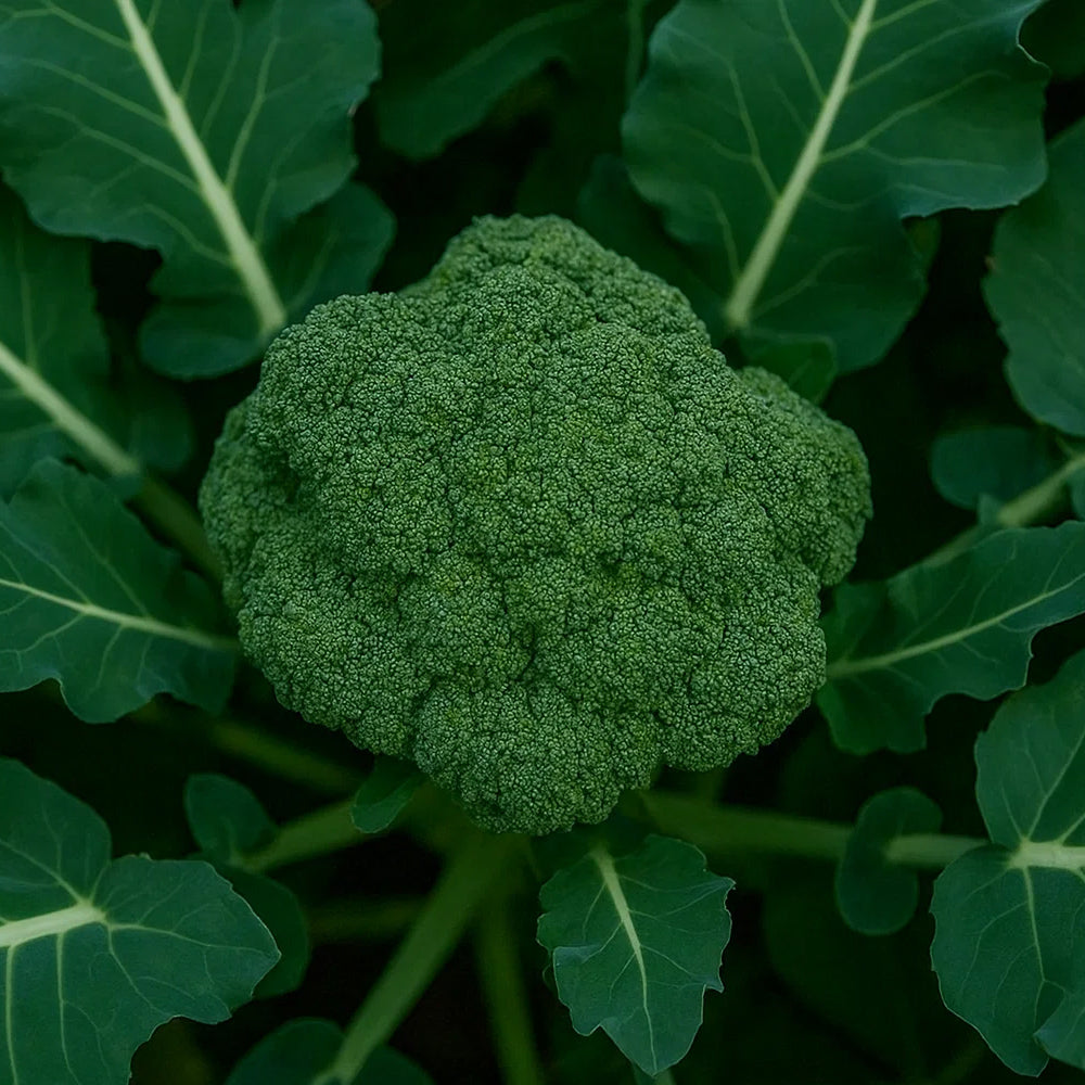 Broccoli - 50 seeds