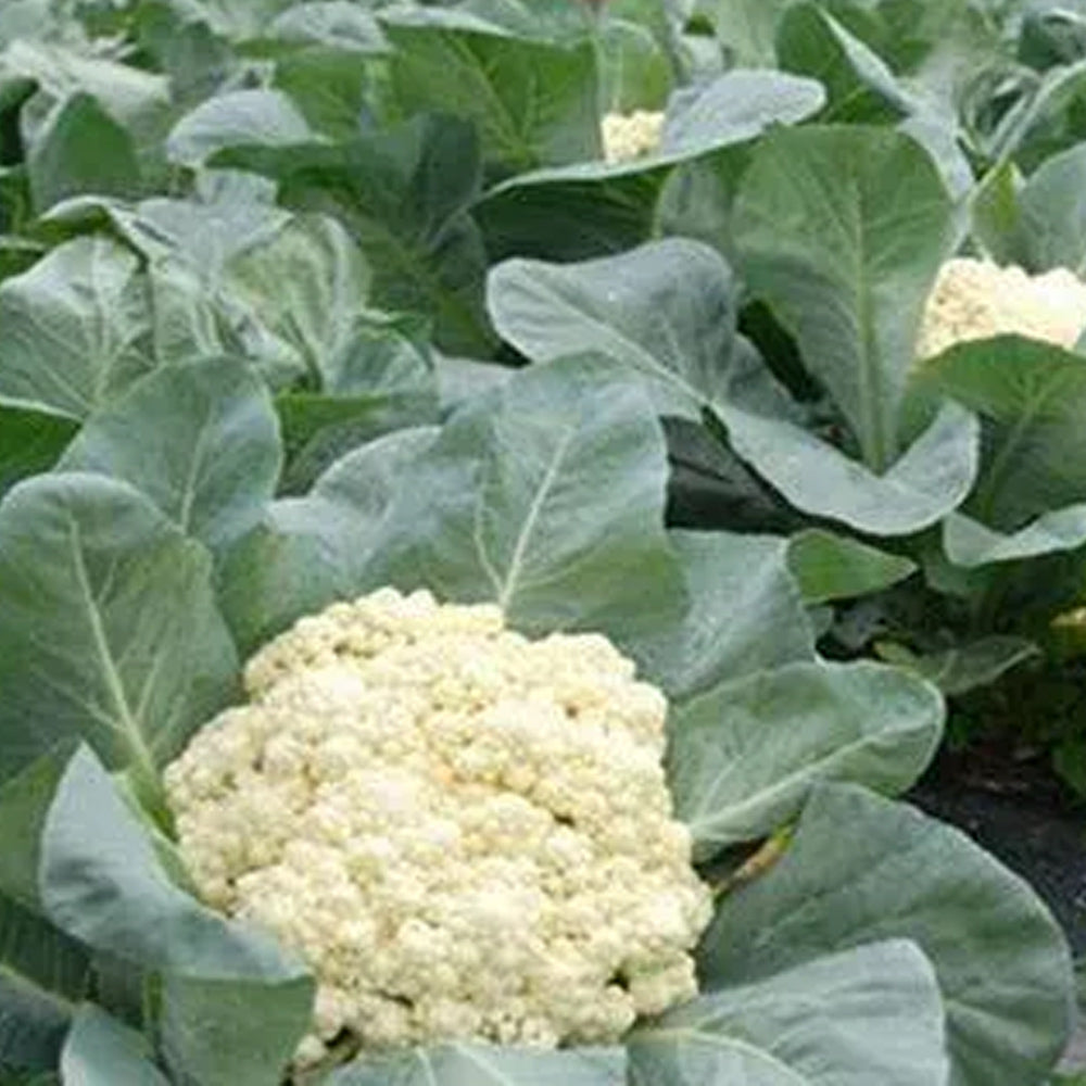 Cauliflower Seeds Hybrid - 100 seeds
