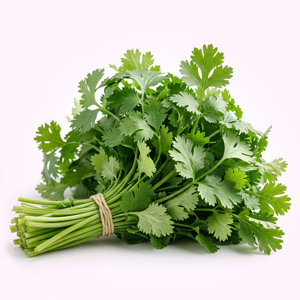 Coriander (Cilantro) Seeds - 100 seeds