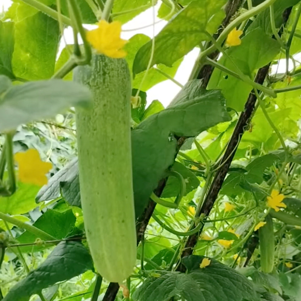 Cucumber Salad Hybrid - 20 seeds