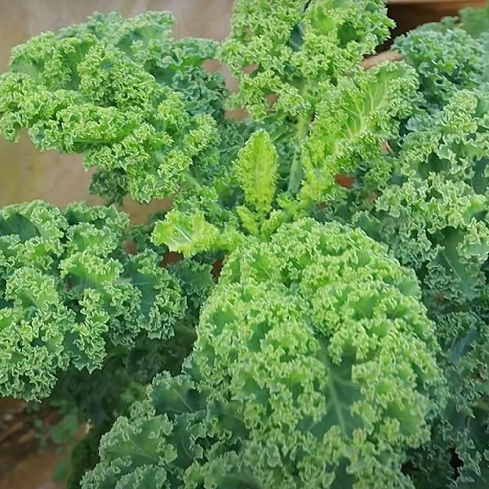 Curly Kale Hybrid - 100 seeds