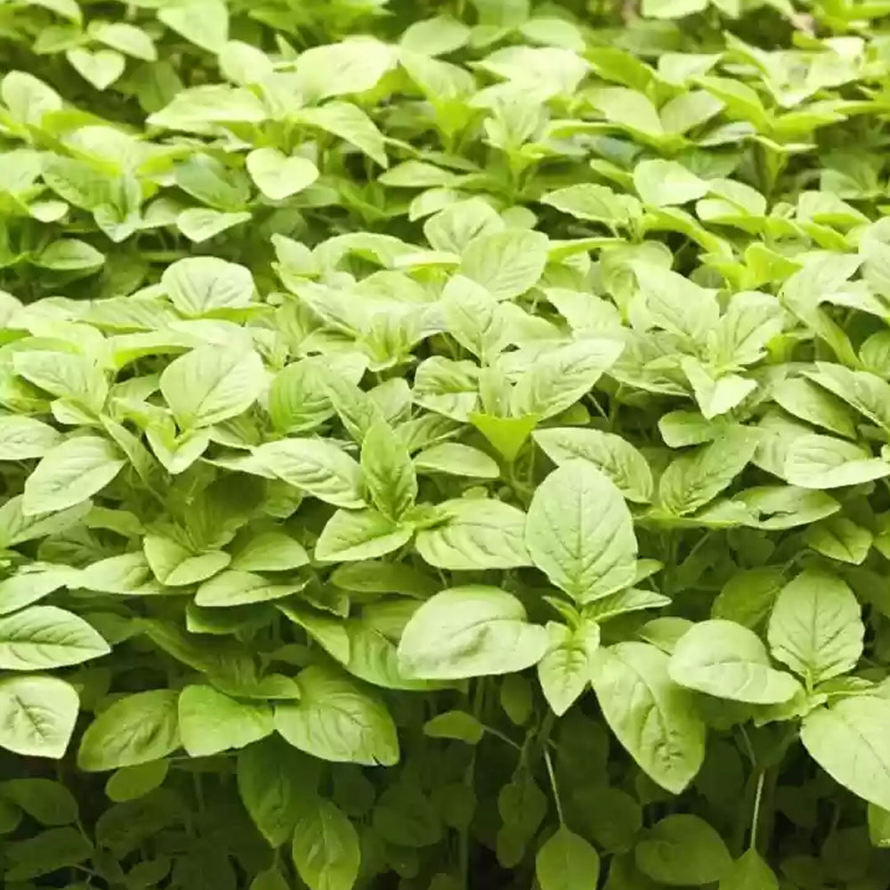 Amaranthus (Cheera) Green Seeds