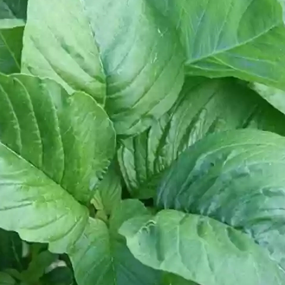 Amaranthus (Cheera) Green Seeds