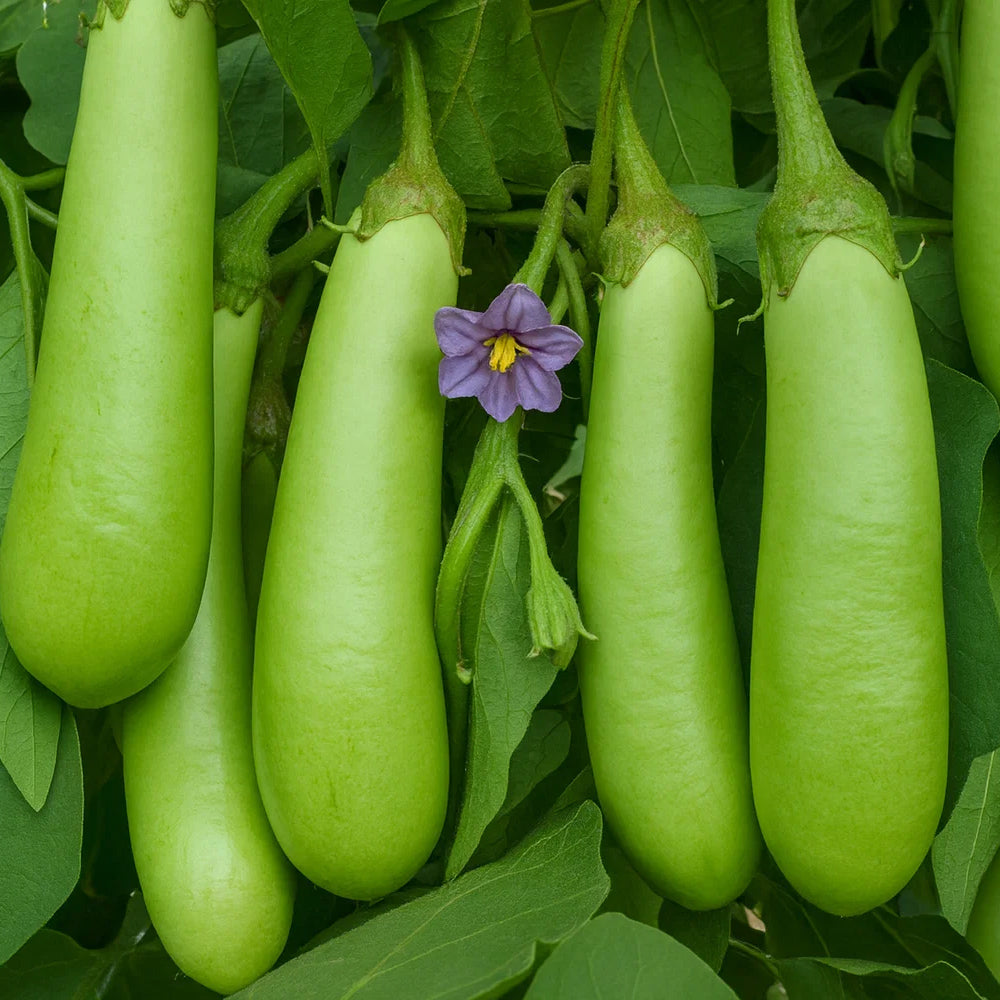 Long green Brinjal vegetable Seeds hybrid - 100 seeds