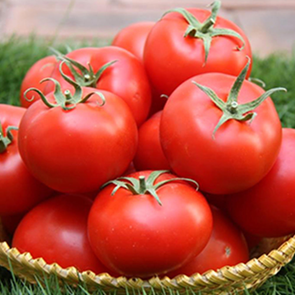 Indeterminate F1 Hybrid Tomato Seeds - 100 seeds