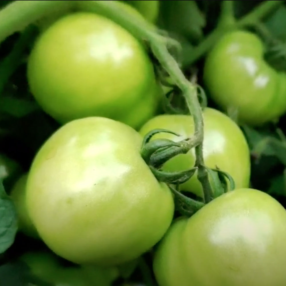 Indeterminate F1 Hybrid Tomato Seeds - 100 seeds