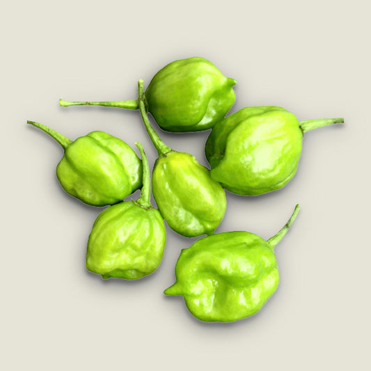Odamkolli Chilli (Super hot chilli) / Karanampotti chilli