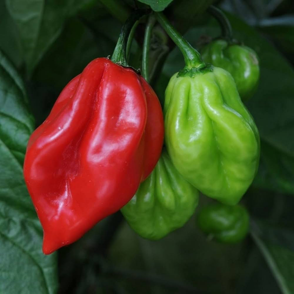 Odamkolli Chilli (Super hot chilli) / Karanampotti chilli