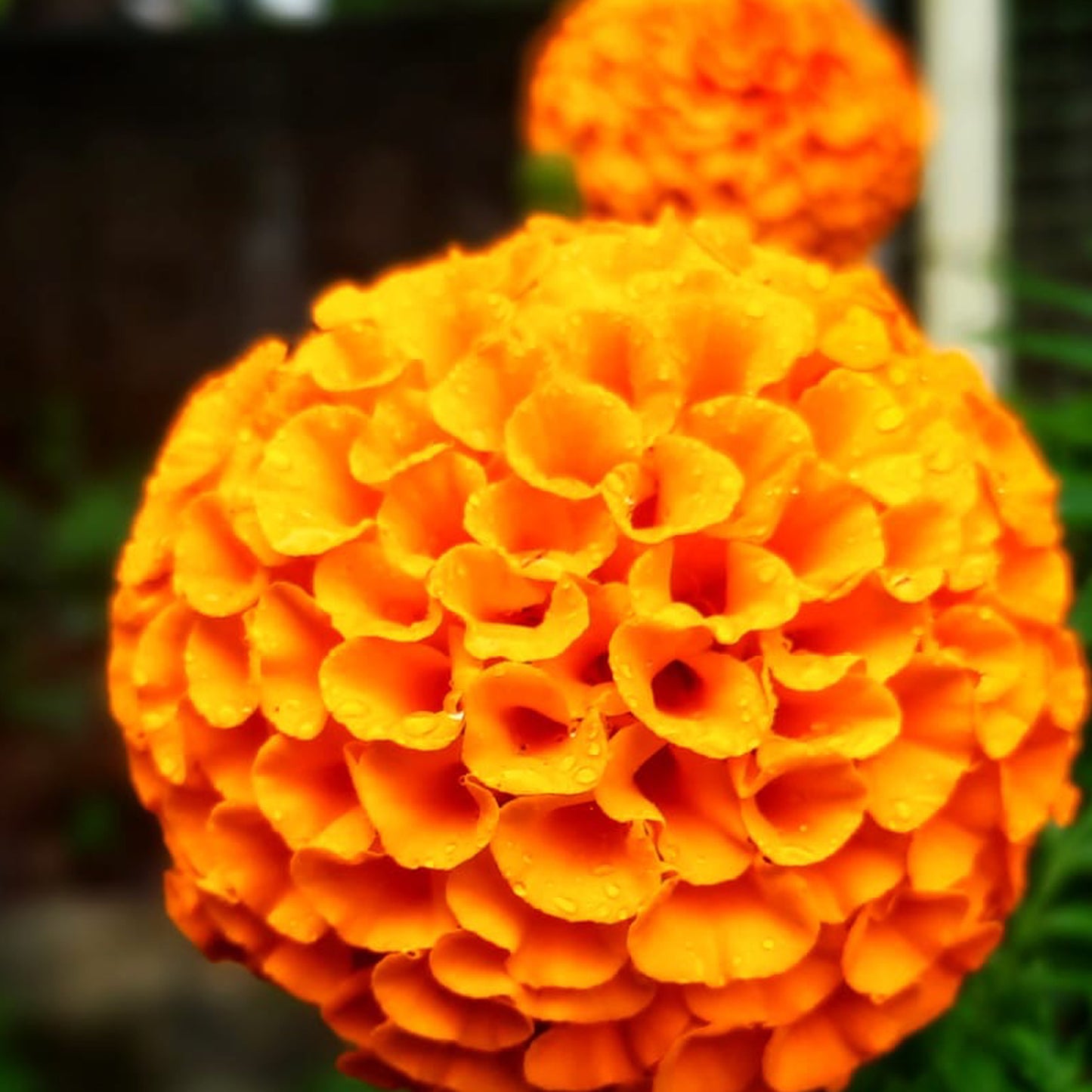 Hybrid Orange Marigold seeds (50 nos)