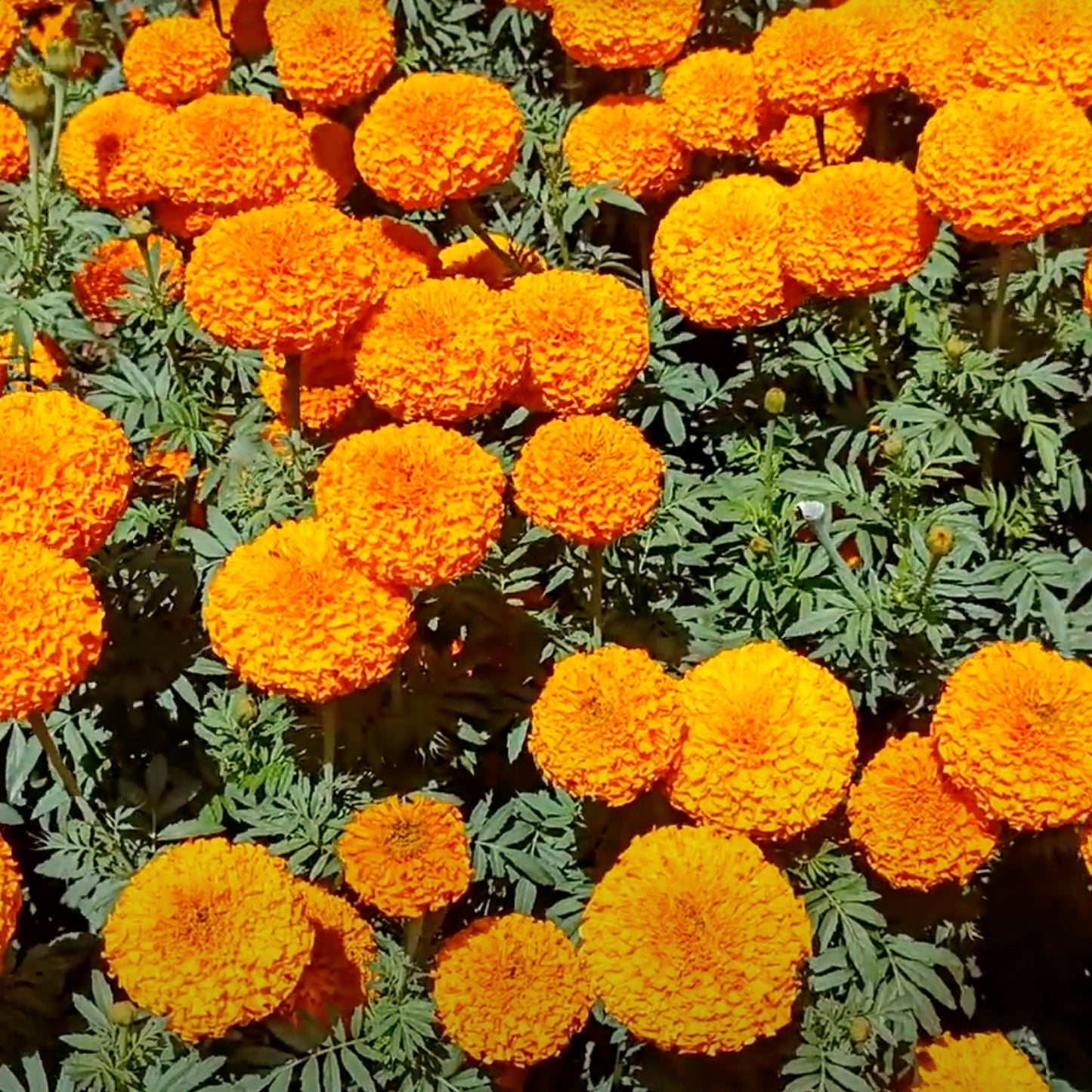 Hybrid Orange Marigold seeds (50 nos)