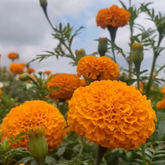 Hybrid Orange Marigold seeds (50 nos)