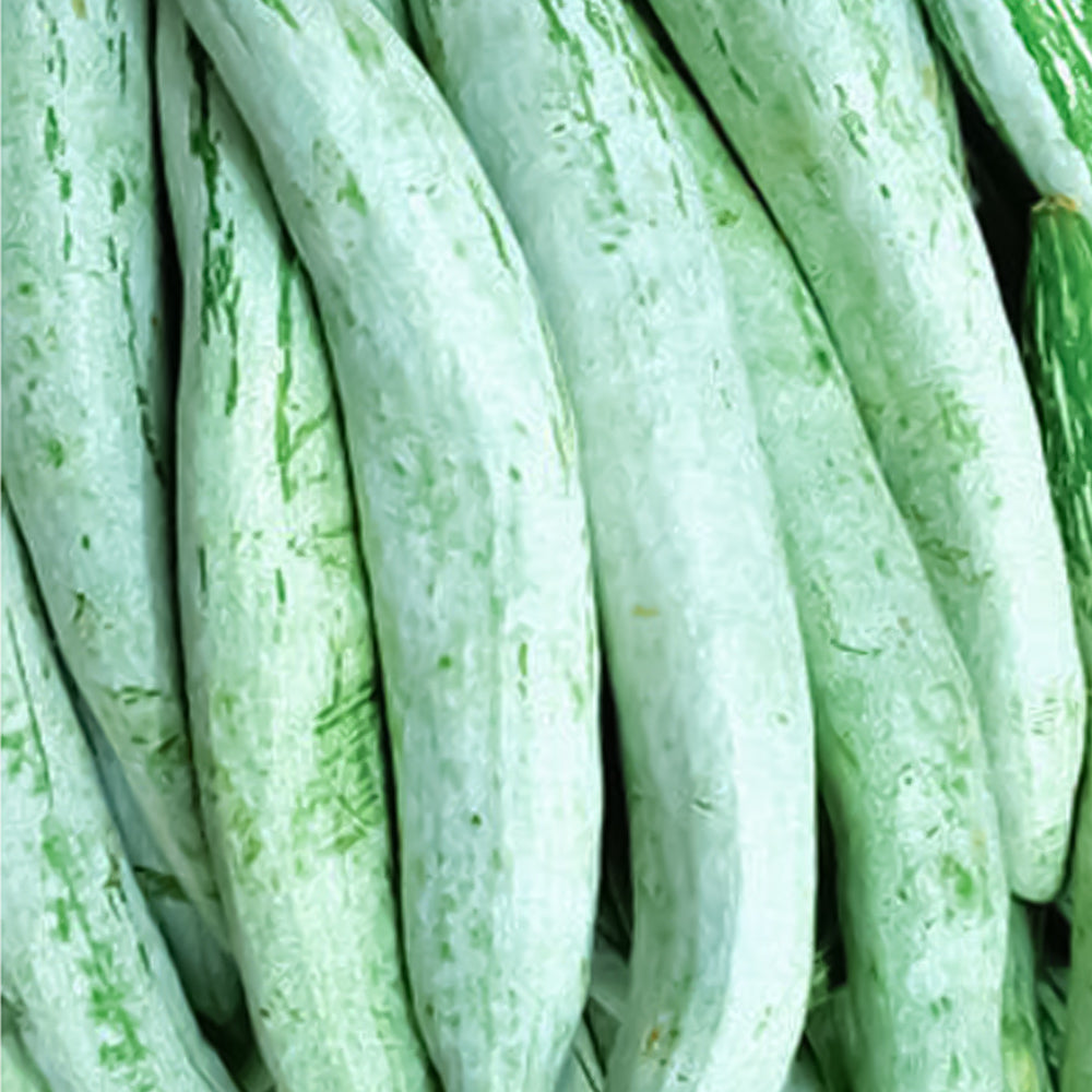 Snake Gourd Kaumudi  – 10 Seeds