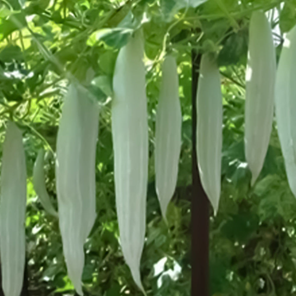 Snake Gourd Kaumudi  – 10 Seeds