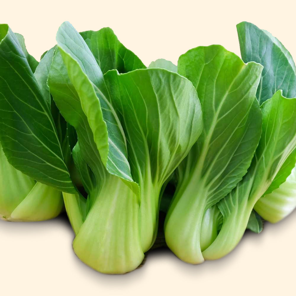 Pakchoi F1 Hybrid Rommy  100 seeds