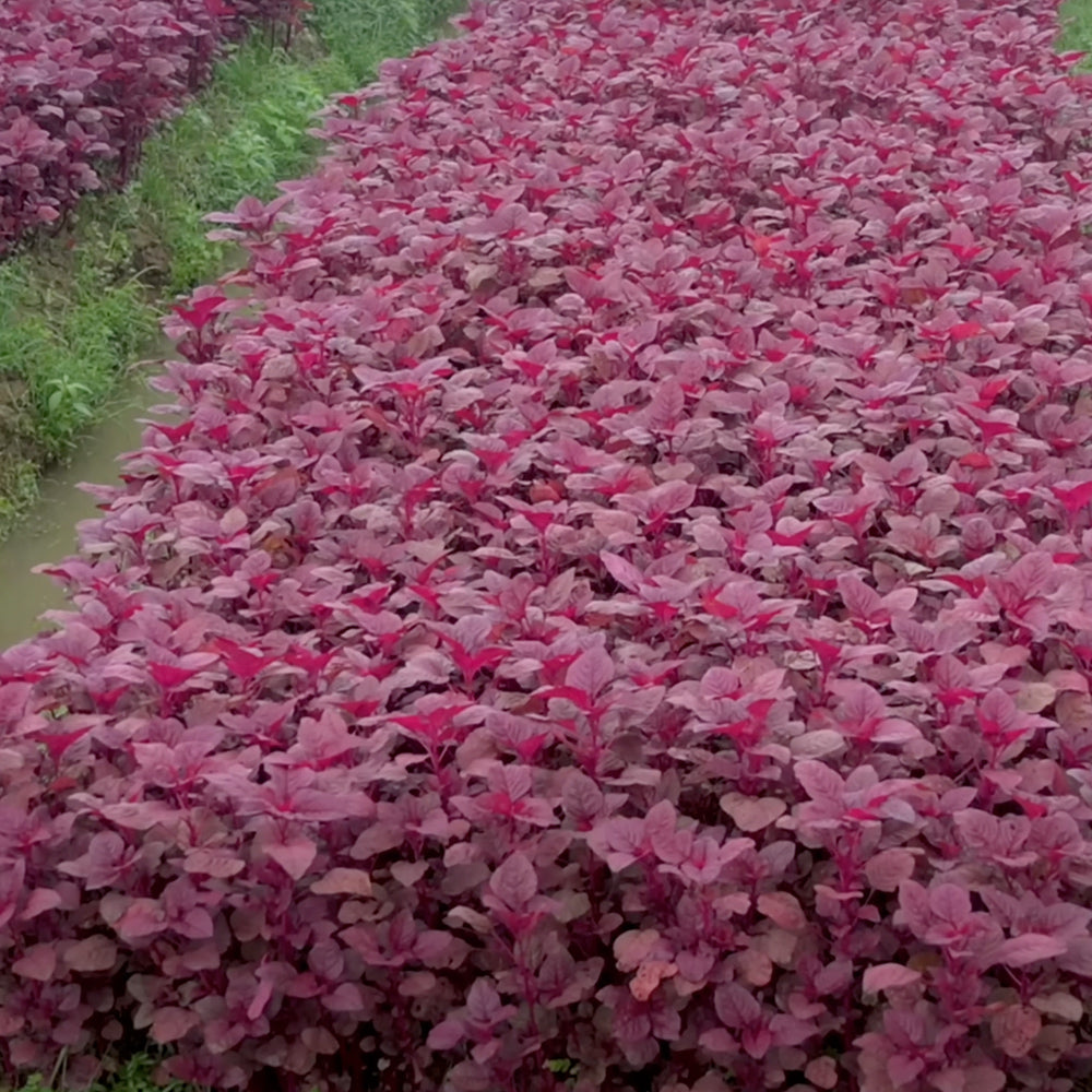 Amaranthus (Cheera) Red Seeds