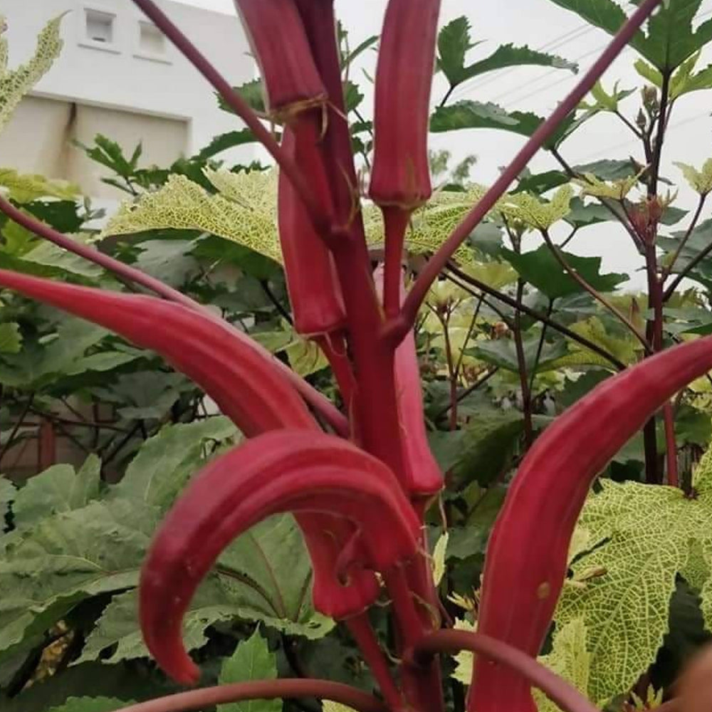 Anakkomban - Red Elephant Tusk Okra Seeds – 10 Seeds