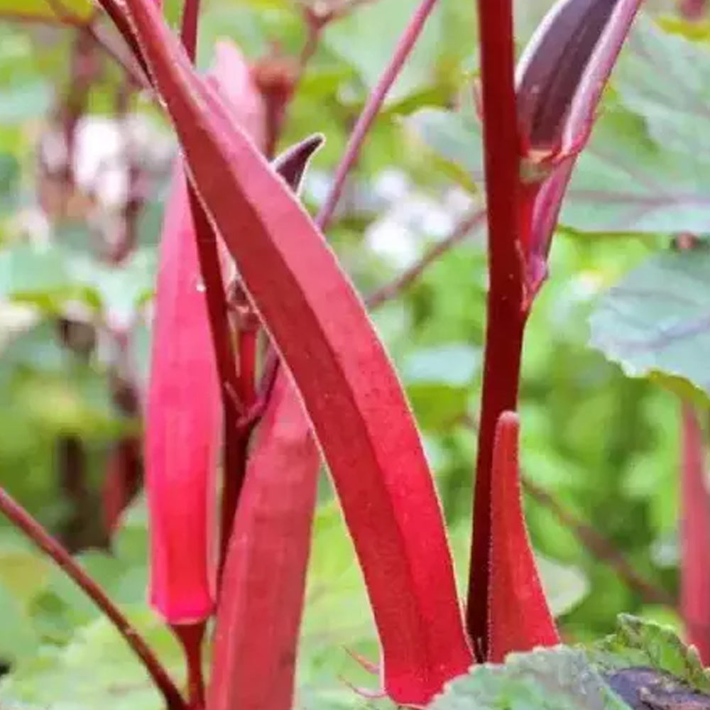 Anakkomban - Red Elephant Tusk Okra Seeds – 10 Seeds