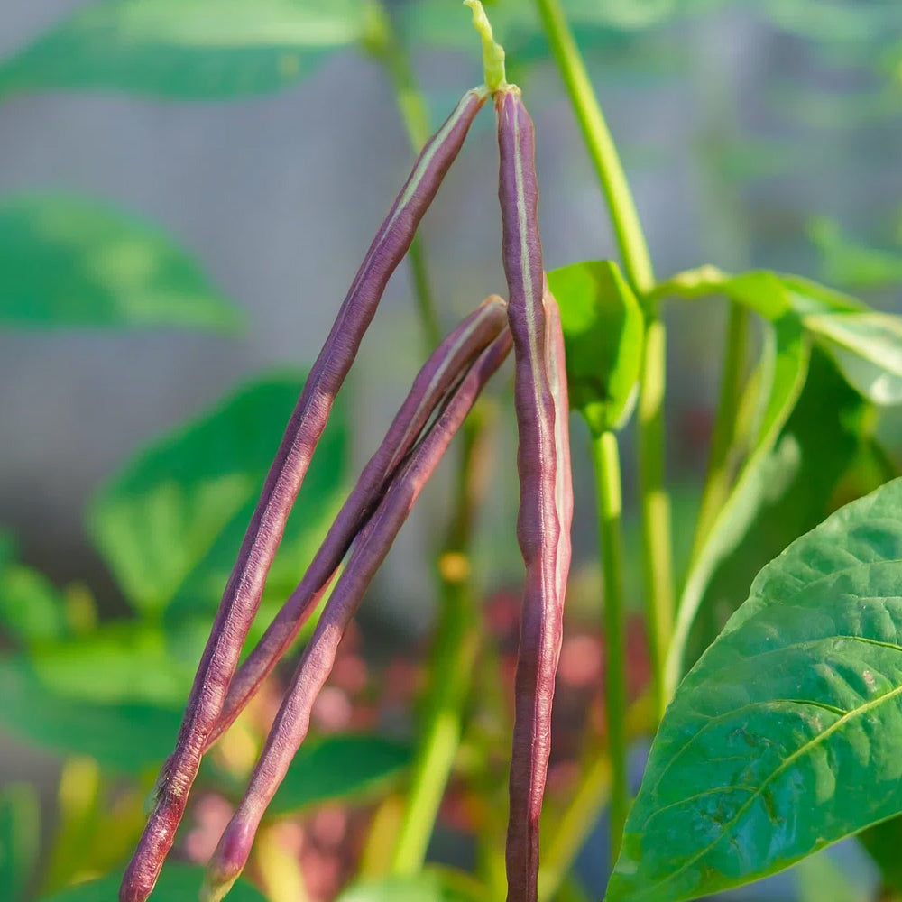 Long Yard Beans Seeds RED – 20 Seeds