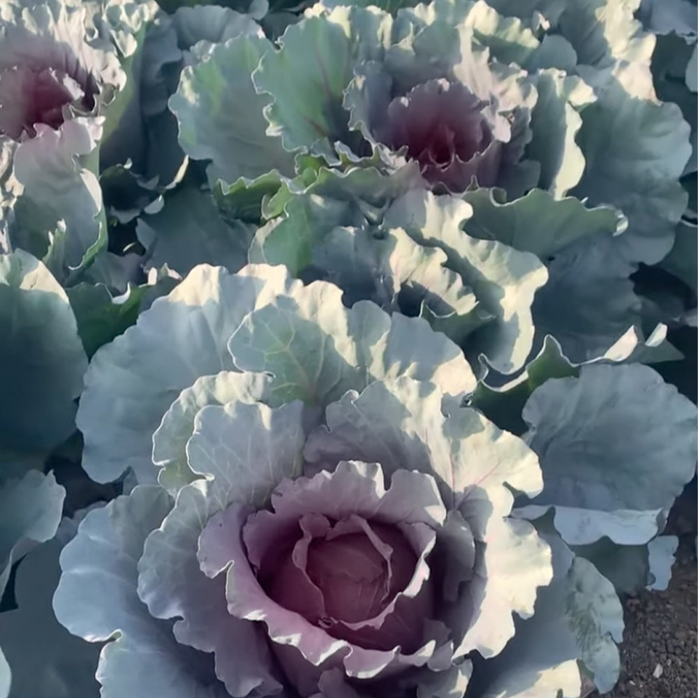 Red Jewel F1 Hybrid Cabbage - 100 seeds
