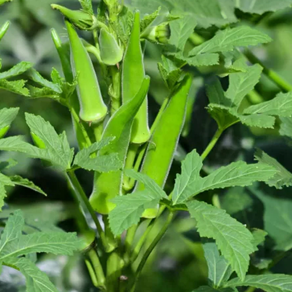 Hybrid Bendhi, Okra, Ladies Finger - 50 seeds