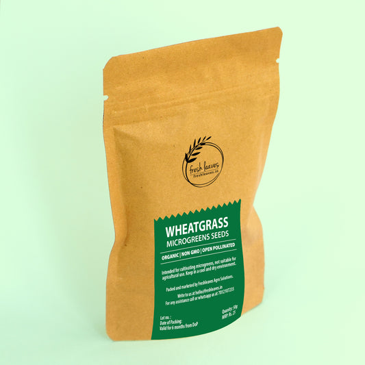 WHEATGRASS  Microgreen Seeds | 50gm | Open Pollinated, Non Treated, Non GMO Seeds | 90% Germination