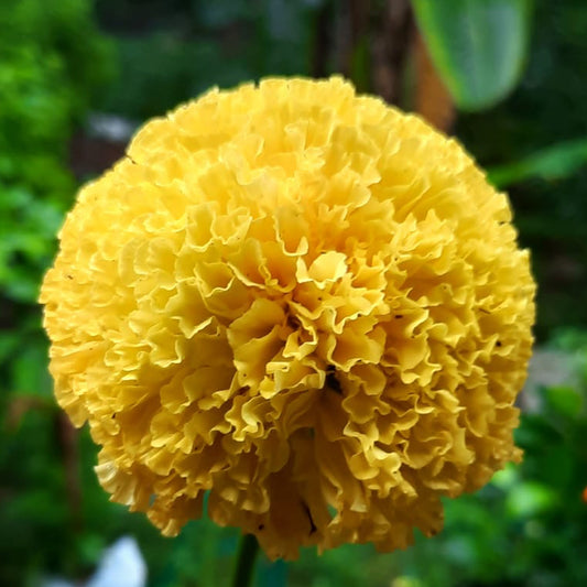Hybrid Yellow Marigold seeds (50 nos)