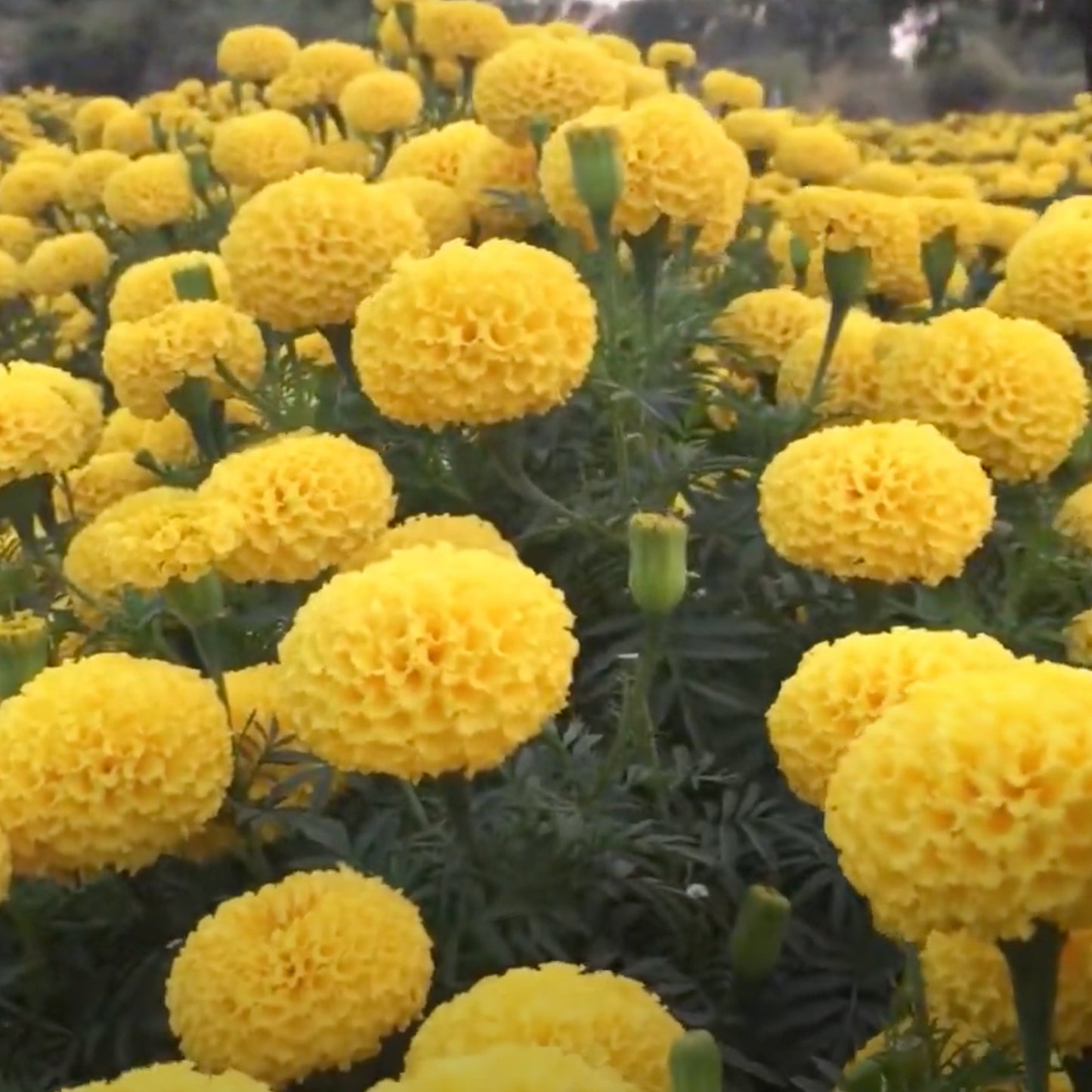 Hybrid Yellow Marigold seeds (50 nos)