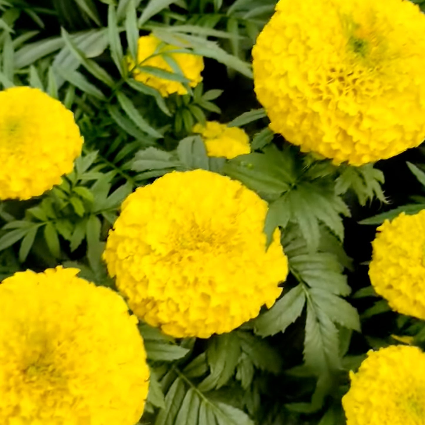 Hybrid Yellow Marigold seeds (50 nos)